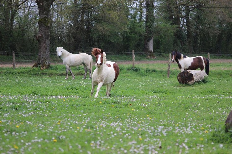 CENTRE EQUESTRE DE LA CHEVRIE