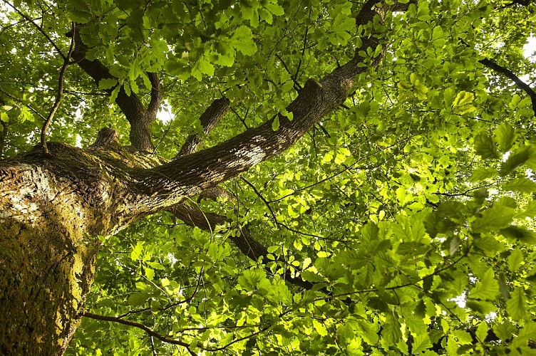 Aire de pique-nique du Bois des Girondins