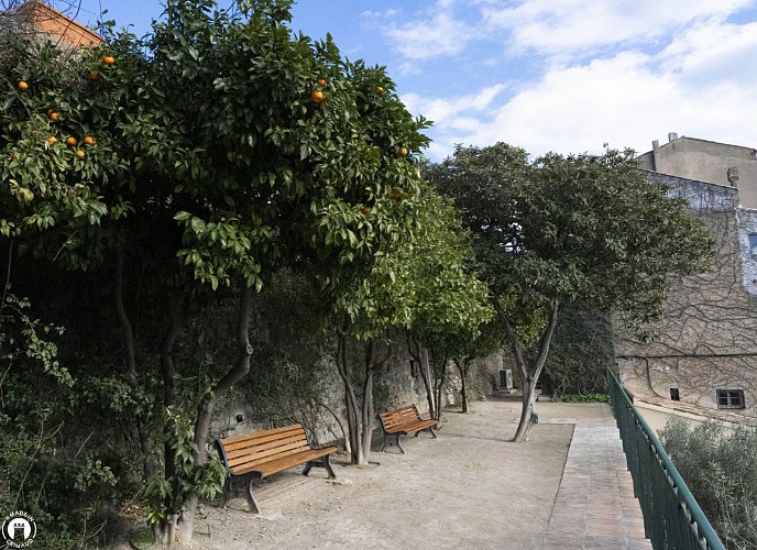 Oranges amères près de l'Office de Tourisme