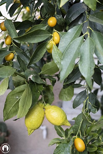 Citrons et kumquats, la Placette