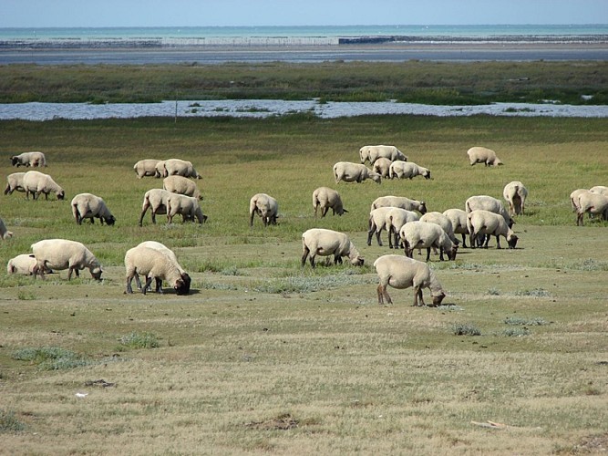 Moutons de prés-salés