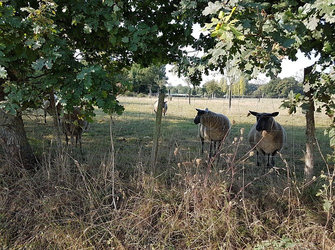 Moutons en chemin