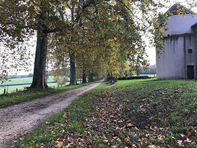 l'avenue de platanes