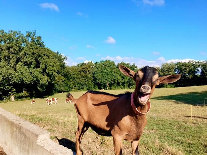 La Chèvrerie de Choisy