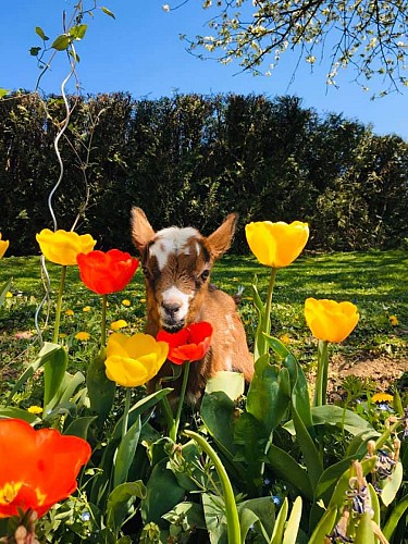 La Chèvrerie de Choisy