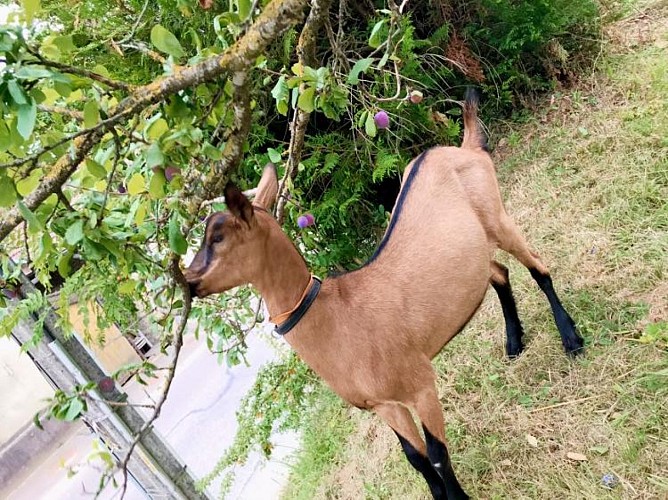 La Chèvrerie de Choisy
