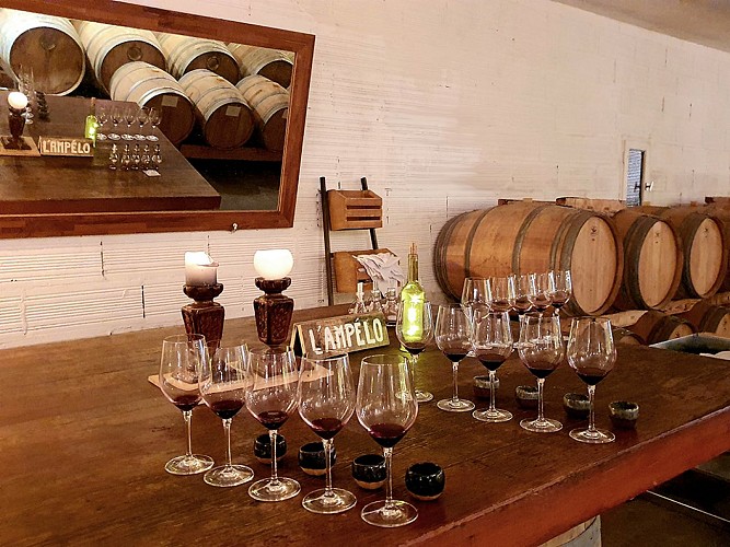 ampelo hourtinducasse 2025 2