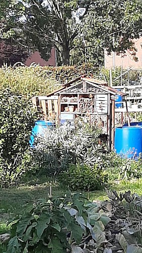 Potager communautaire et collectif de l'amitié