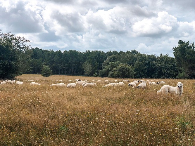 Ferme cinsi troupeau 2