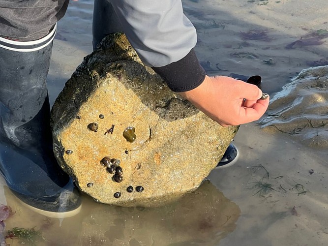 balade-decouverte-littorale-peche-a-pied-luc-sur-mer2