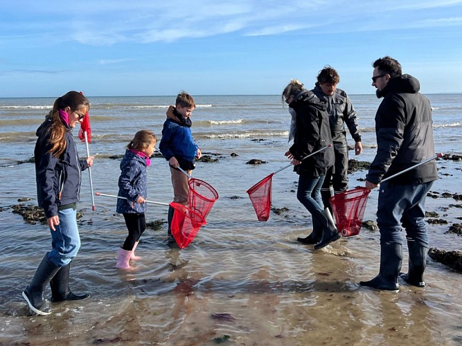 balade-decouverte-littorale-peche-a-pied-luc-sur-mer3