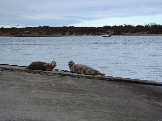 Les phoques de l'estuaire