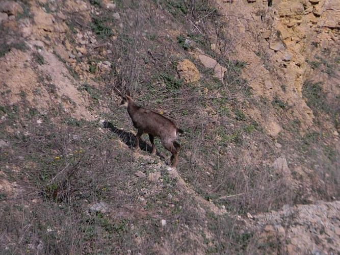 Carrière de Roissiat