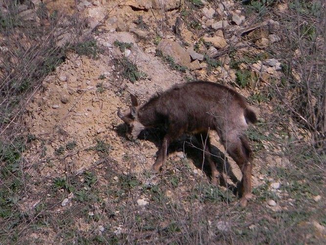 Carrière de Roissiat