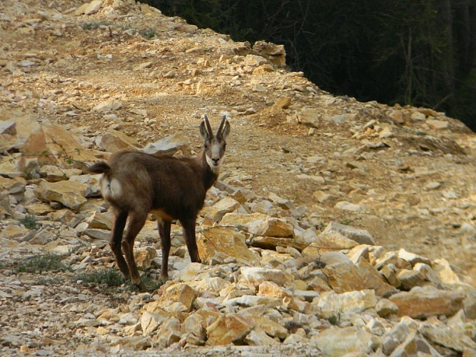 Carrière de Roissiat