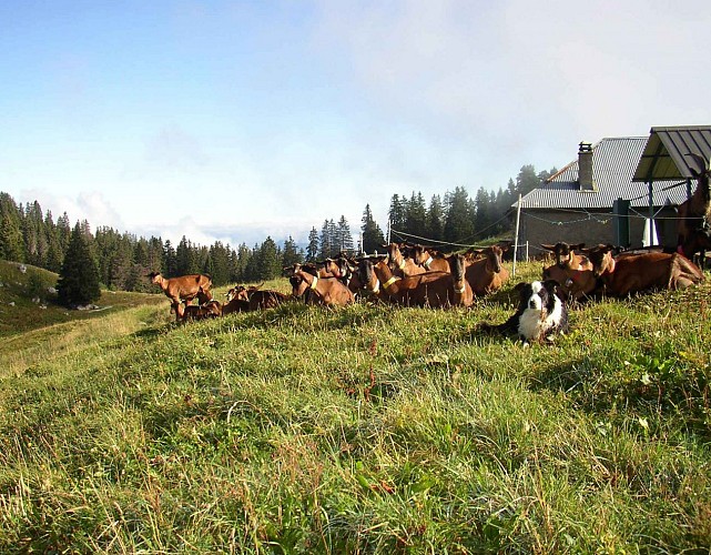 La Combe Mountain Hut - Lathuile alpine pastures