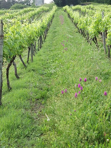 moulins-de-boisse (3)