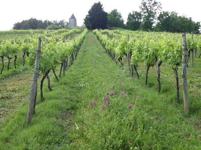 moulins-de-boisse (4)