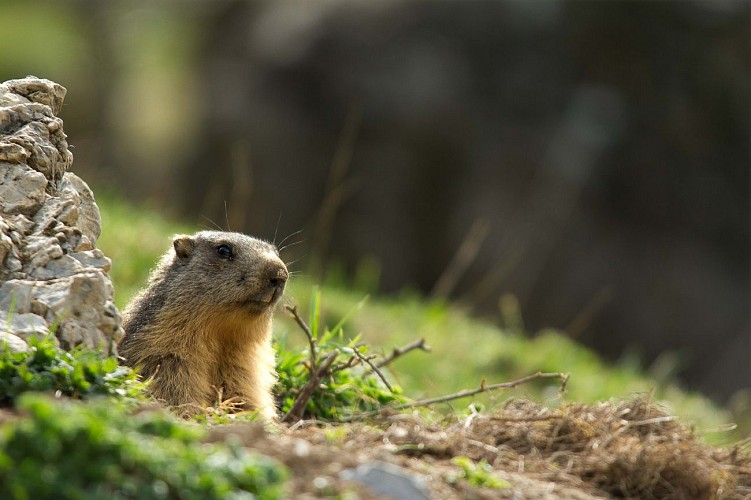Atelier découverte de la randonnée et de l'environnement