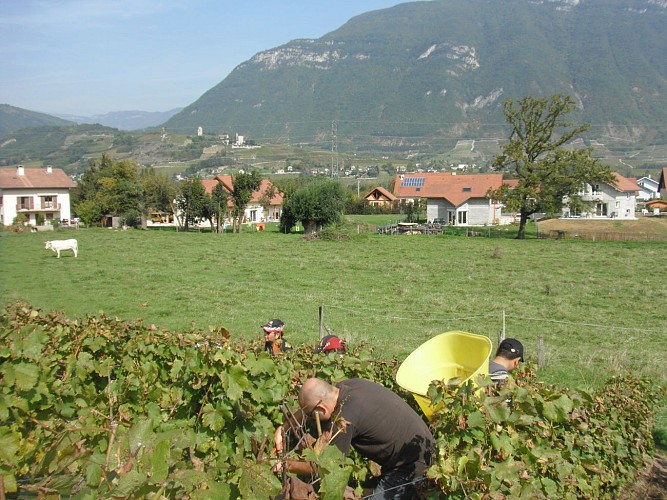 Aux Fruits de la Treille