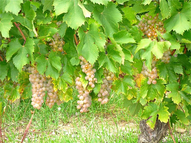 Aux Fruits de la Treille