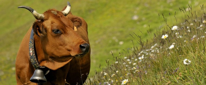 Le Beaufort des Montagnes