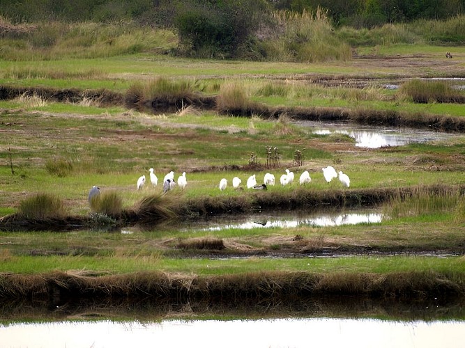 Oiseaux, réserve ornithologique du Gros Banc