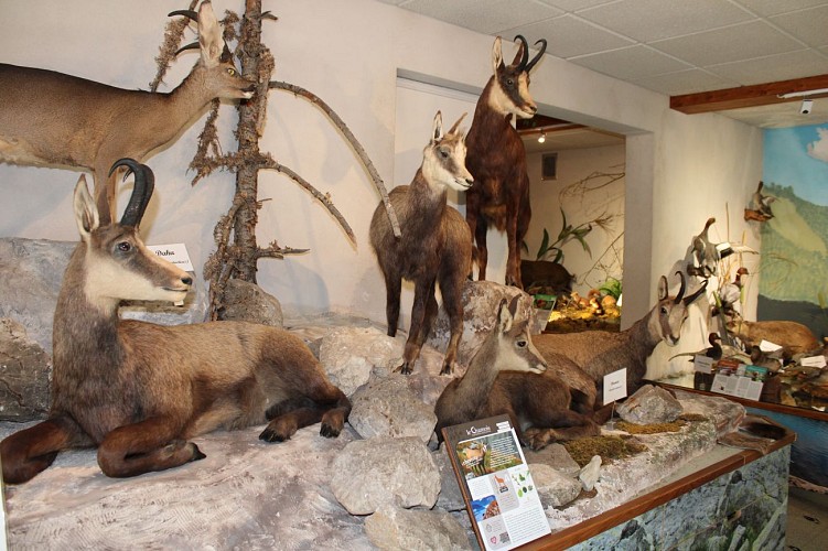 Museo della fauna