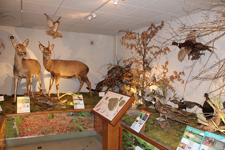 Museo della fauna