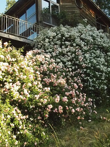 Rose garden in Berty