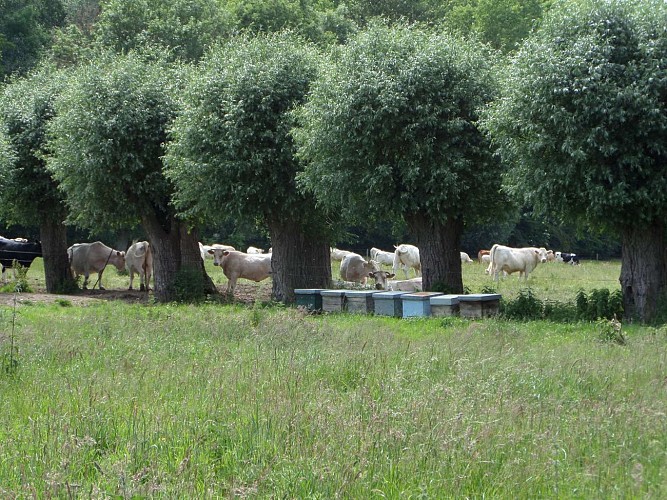 Marais d'Amplier