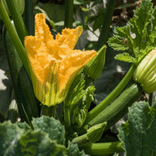 courgettes-au-printemps-producteur-les-saveurs-de-gâtine