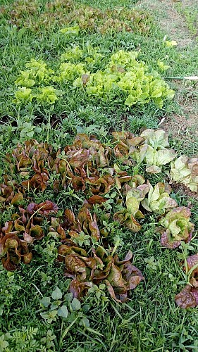 Domaine de la Combade