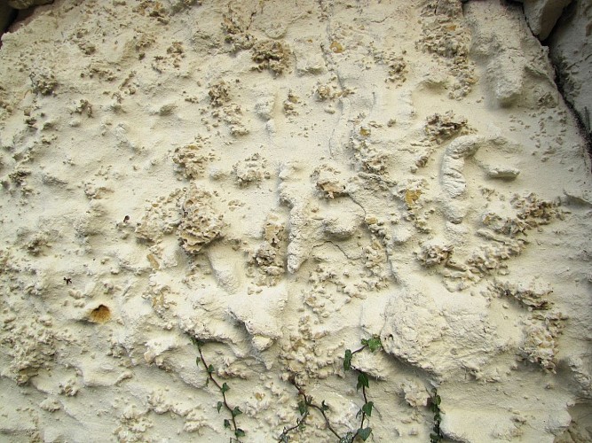Tuffeau blanc avec terriers fossiles de crustacés