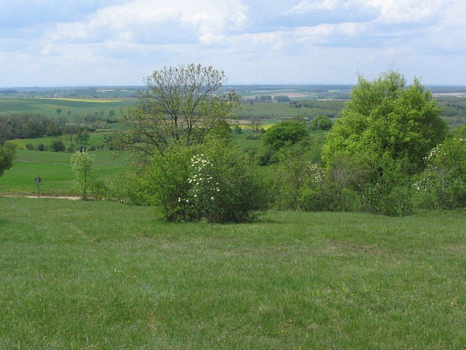 Pelouse  de la vigne aux lièvres