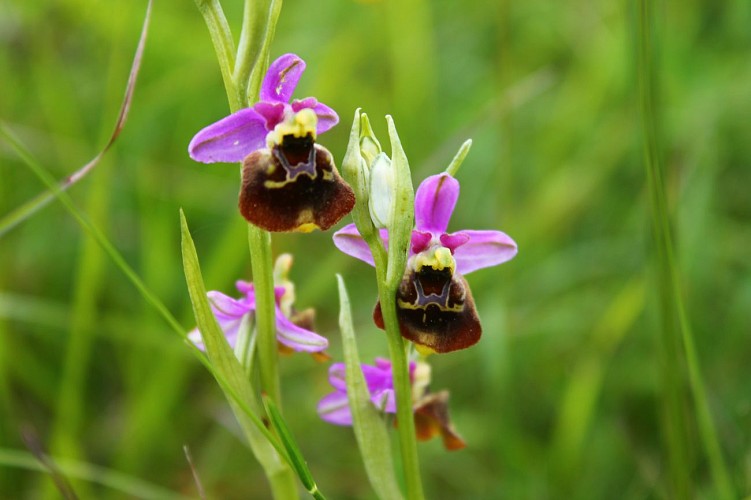 Fresse 03 juin 13 ophrys bourdon  (9)