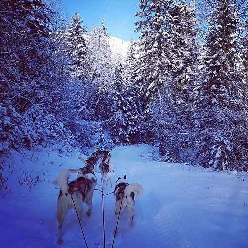 Aillons-Margeriaz sled dogs farm