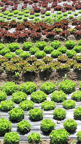 Restaurant-bar du Buet