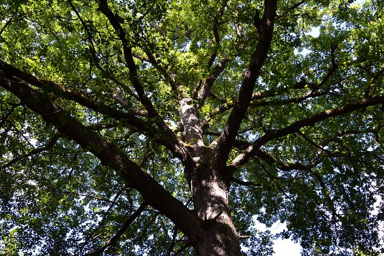 La Forêt Domaniale de Dourdan