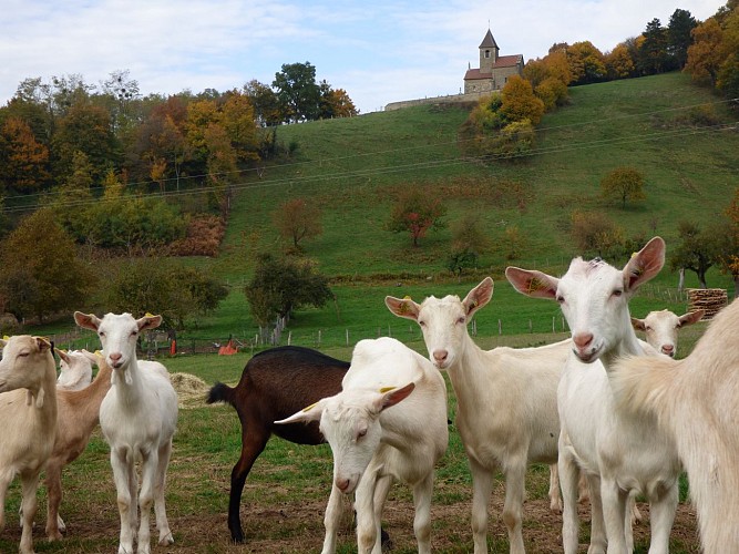 Chèvrerie du Mont Lovet - Earl