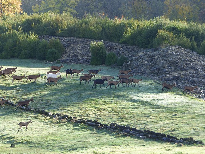Chèvrerie du Mont Lovet - Earl