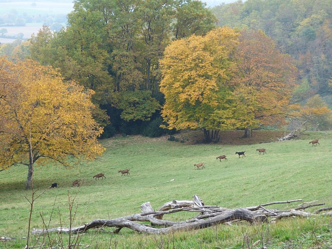 Chèvrerie du Mont Lovet - Earl