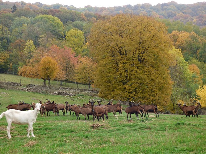 Chèvrerie du Mont Lovet - Earl