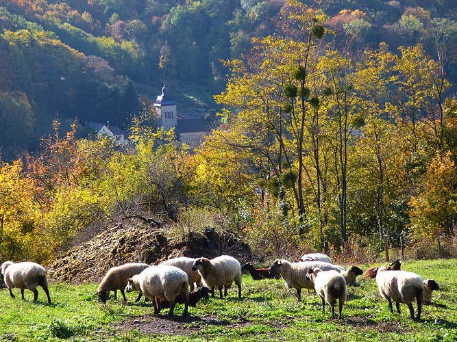 Chèvrerie du Mont Lovet - Earl