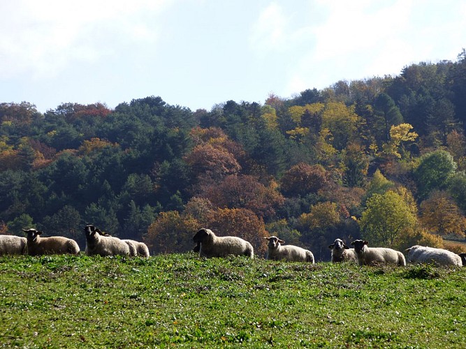 Chèvrerie du Mont Lovet - Earl