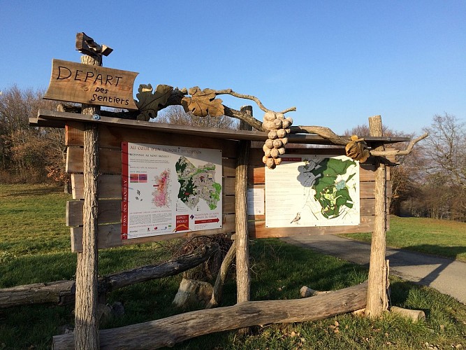Sentier du Mont Brouilly "Boucle le sentier des bois"