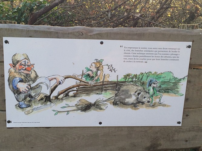 Sentier du Mont Brouilly "Boucle le sentier des bois"