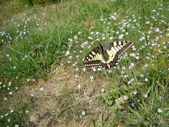 Le Belvédère de Pierre Aiguille