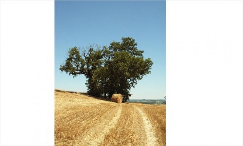 Circuit du Vieux Chêne