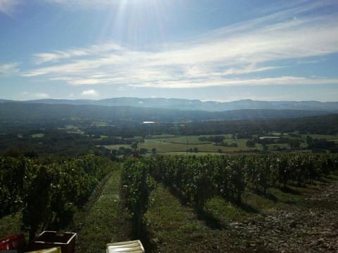 Domaine de la Belière